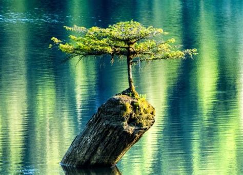 Nature Power .